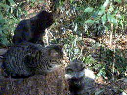 タヌキとスリーショット！
