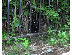 黒猫ちゃんですが胸に白のワンポイント！この子も出てきません。