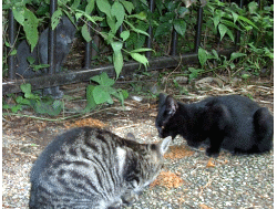 三匹写ってますが一匹出てきません！おなか空いてるのに出られません。