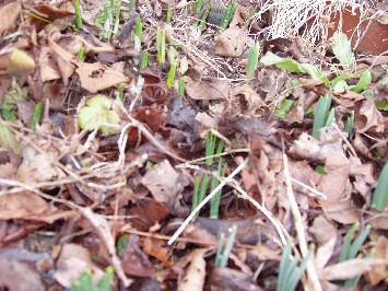 球根の芽 110321_1