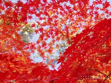 2007紅葉