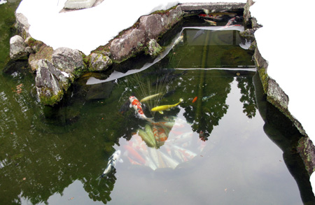 高野山境内・冬眠する鯉
