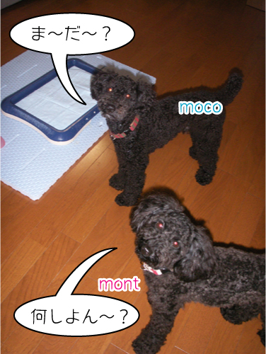 PICT0081 のコピー.jpg