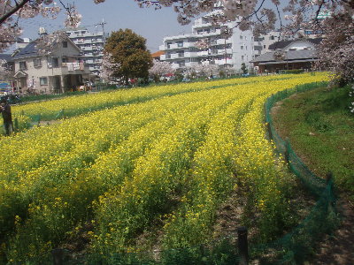 菜の花畑20090406.jpg