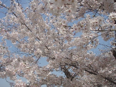 桜と青空20090406.jpg