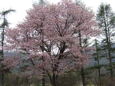 榛名山桜.jpg