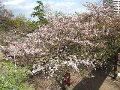 宝塚桜.jpg