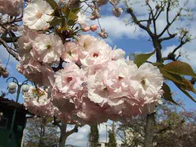 宝塚桜2.jpg