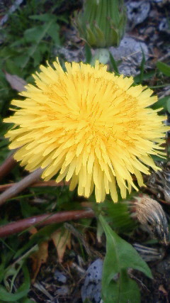 たんぽぽ２.jpg