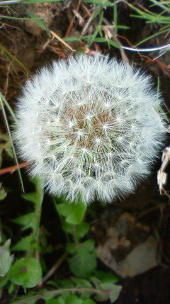 タンポポ丸丸.jpg
