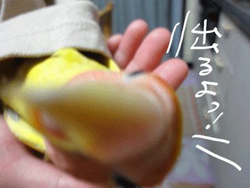DSC00247.gif