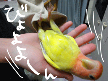 DSC00248.gif