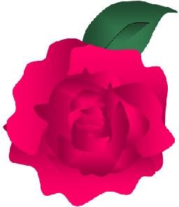 rose.jpg