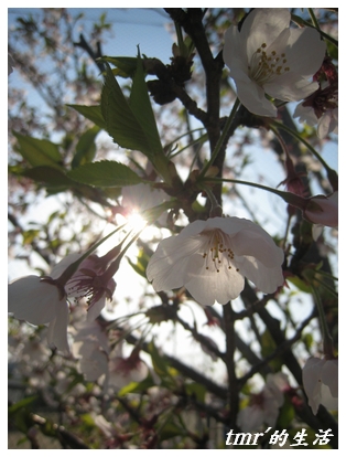 桜080413-3.jpg