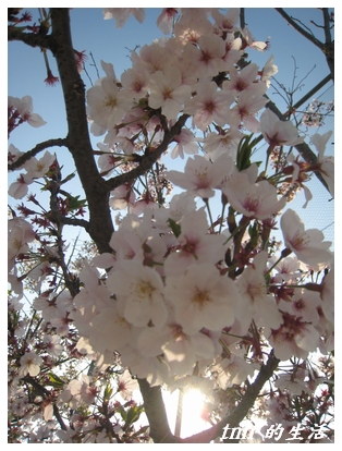 桜080413-4.jpg
