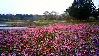 芝桜２.jpg
