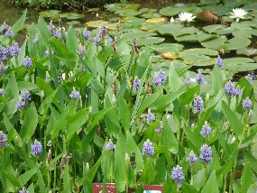 15 june 013.jpg