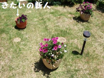 2009_0520blog0018.JPG