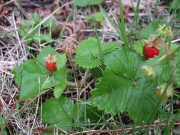 2009_0520blog0011.JPG