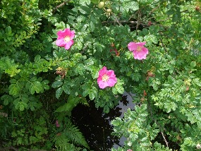 15 june 018.jpg