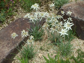 15 june 032.jpg
