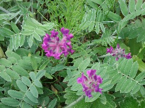 15 june 024.jpg