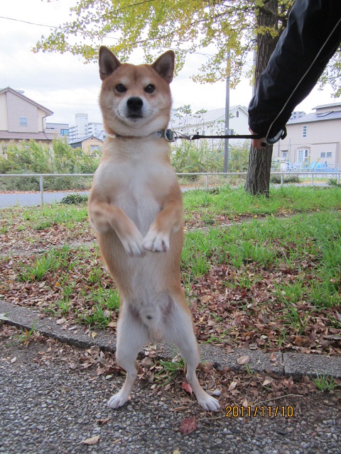 IMG_0424 日記サイズ.jpg