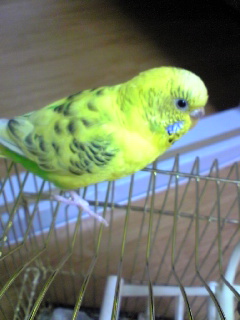 画像携帯  2008.06.12 055.jpg