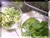 アップルミントとパイナップルミント