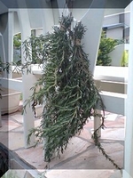 ローズマリー収穫