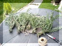 ローズマリー 収穫