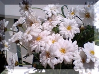 ポンポンマーガレット２