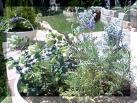 オレガナム ロタンダフォーリア４