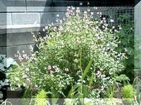 チェリーセージ