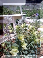 オレガナム ロタンダフォーリア２