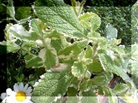 パイナップルミント