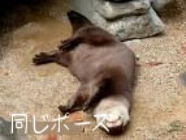 こつめimages.jpg