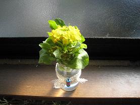 キャベツの花　咲いた