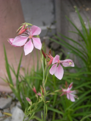 20090705白蝶草ﾋﾟﾝｸ.jpg