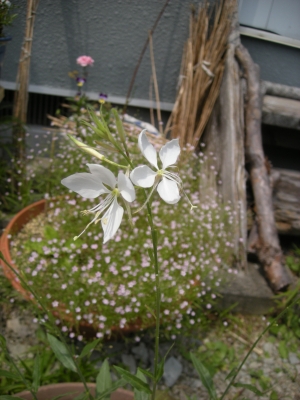 白蝶草20090628.jpg