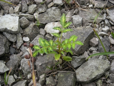 20090705？.jpg