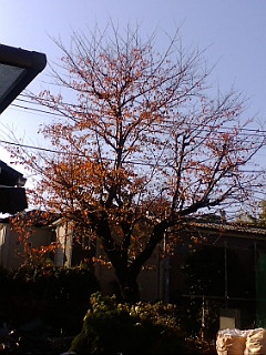 最期の桜と