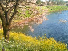 桜と菜の花