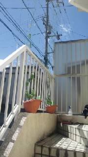 朝顔 植え替えました！