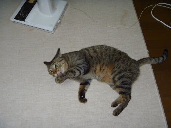 ゆずぴ