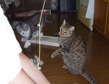 おもちゃ