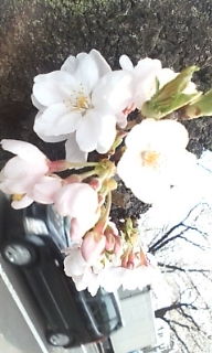 桜