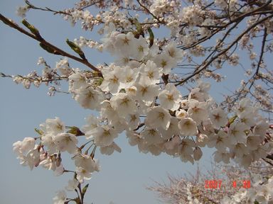 sakura(19･4･30) 011s.jpg