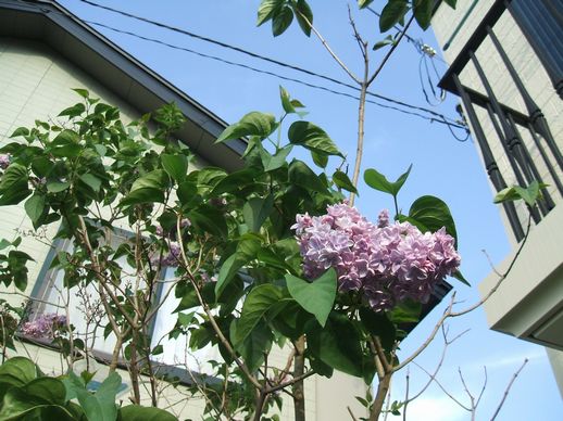 23.5.24　我が家の庭 011s.jpg