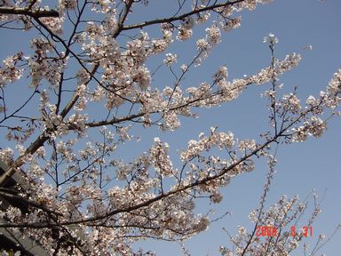 さくら　東京